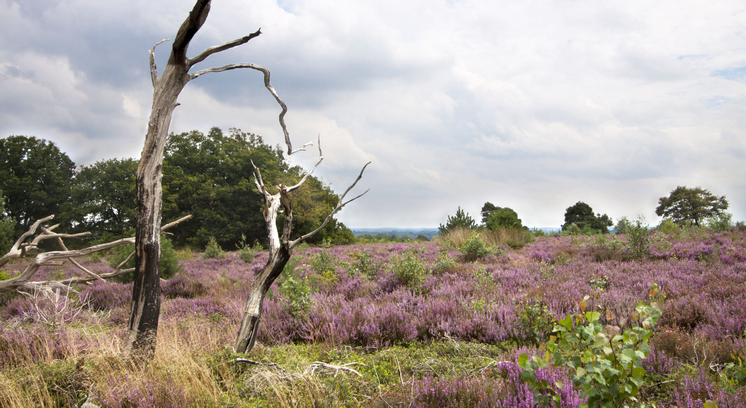 Droge, kale boom in bloeiende paarse heide met groene struiken en bewolkte hemel.