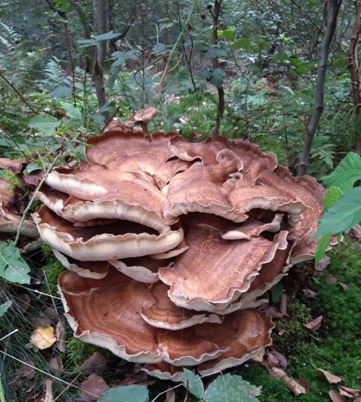 Grote, bruin-golvende paddenstoel in een bosrijke omgeving, omgeven door groen.