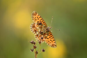 Oranje vlinder met zwart patroon op een plant, tegen een zachte, groene achtergrond.