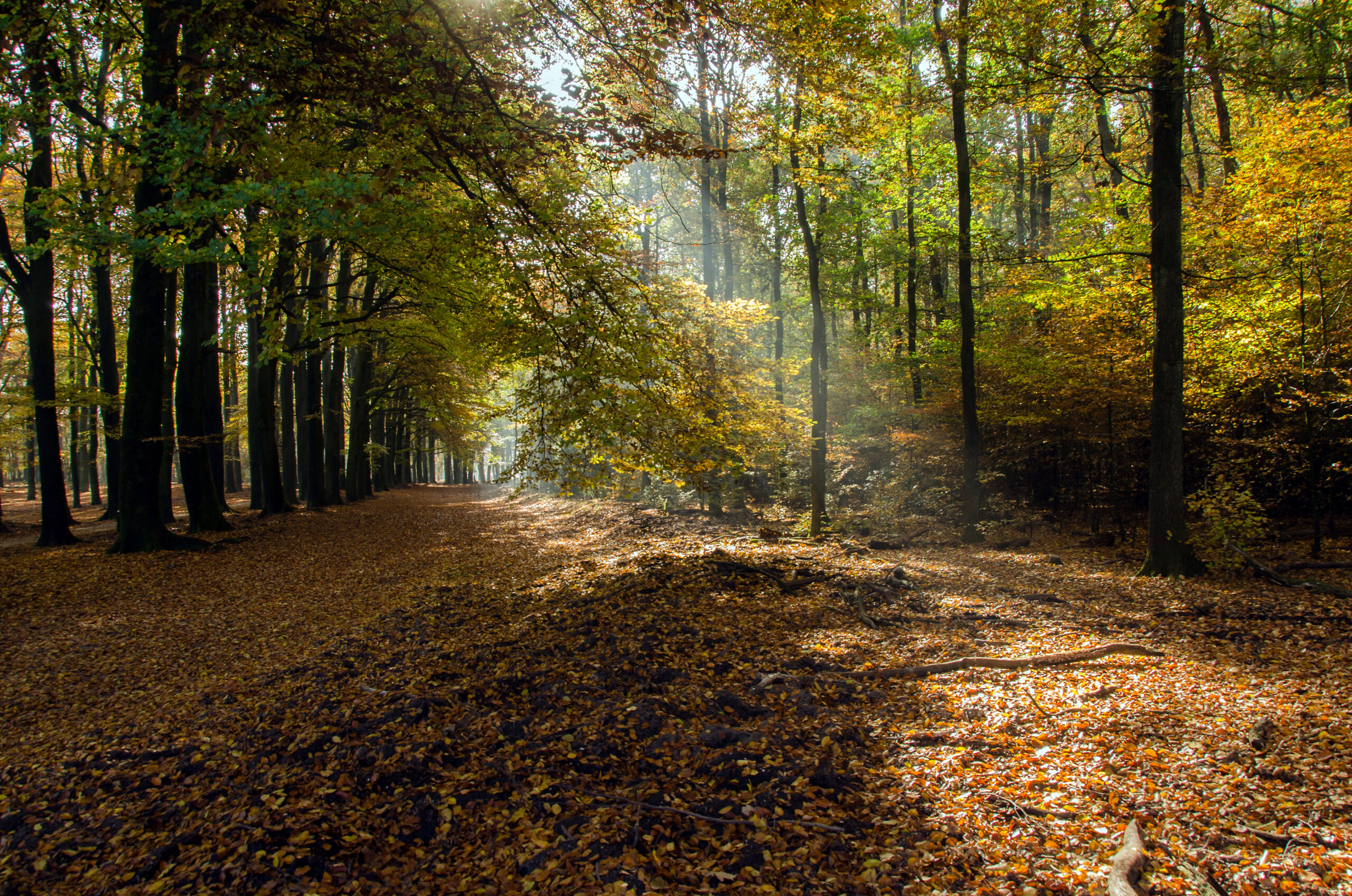 Zonnig bos in de herfst, met een pad bedekt met gevallen bladeren en zonnestralen door de bomen.