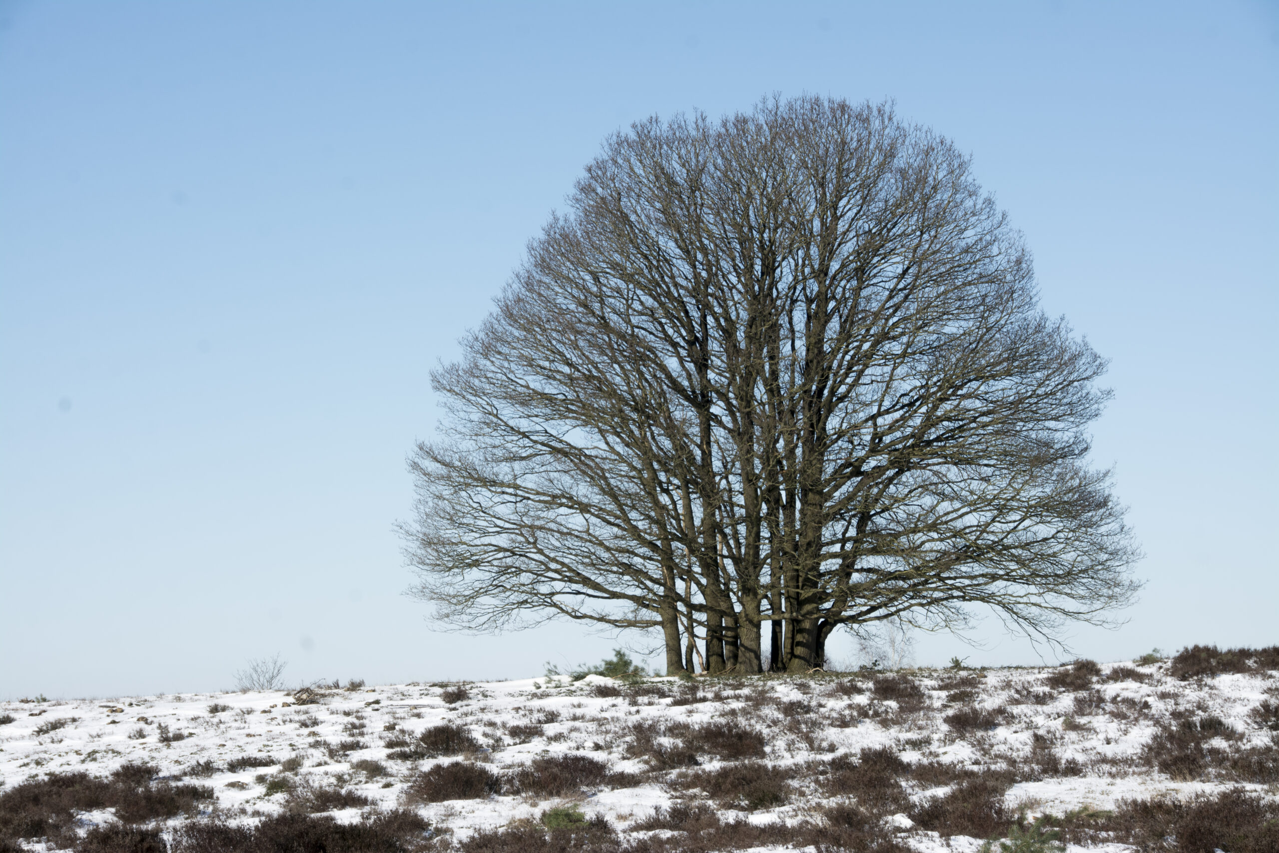 Grote kale boom op besneeuwde heide onder een heldere, blauwe lucht.