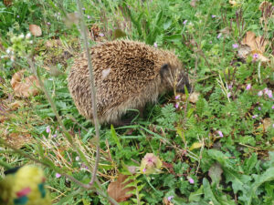 Egel in gras en bloemen, bladeren op de achtergrond.