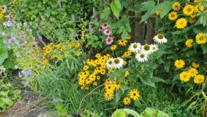 Bloemrijke tuin met gele, witte, paarse en roze bloemen tegen groene bladeren en een houten achtergrond.