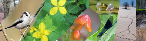 Collage van een vogel, gele bloemen, paddenstoel, kikker, waterjuffer en voetsporen in zand.
