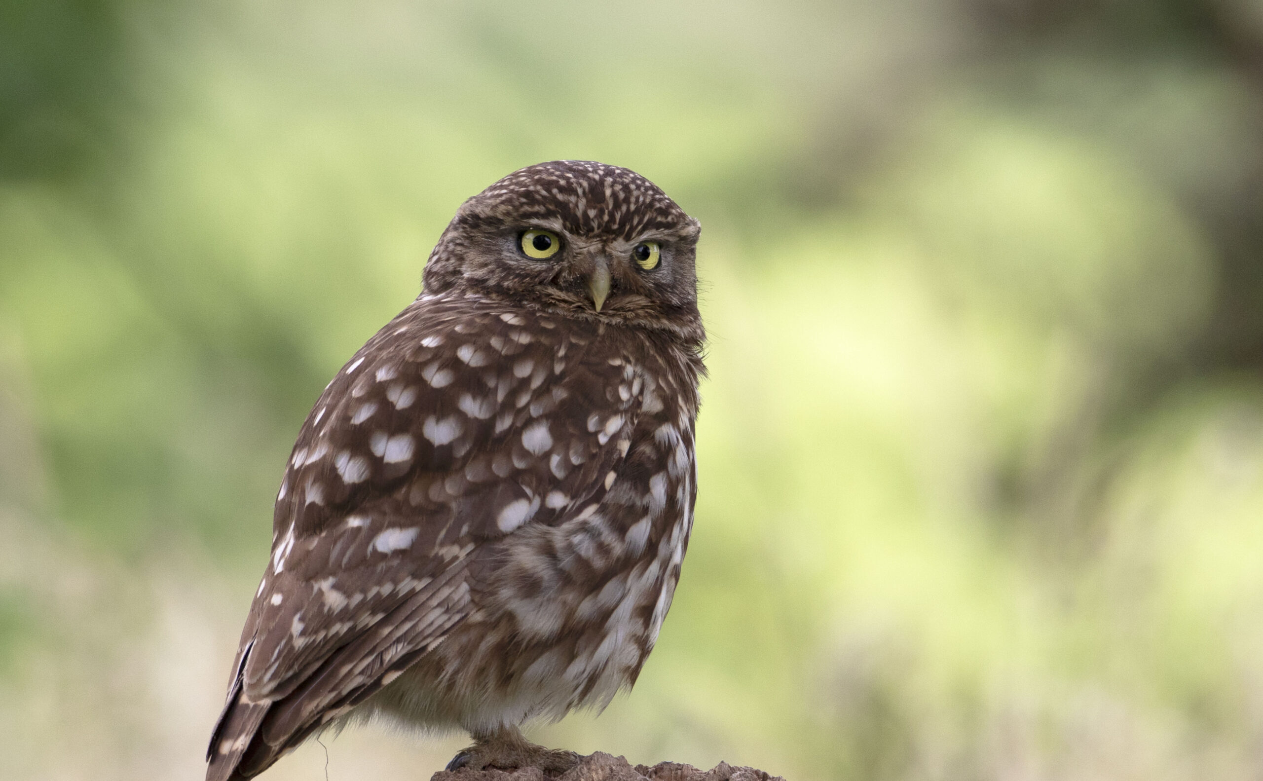 Kleine uil op tak tegen een wazige groene achtergrond, kijkt alert naar rechts.
