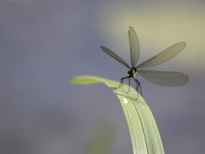 Juffer zit op het uiteinde van een groen blad tegen een wazige, blauwe achtergrond.