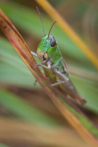 Macro-opname van een groene sprinkhaan die een bruin blad vasthoudt.