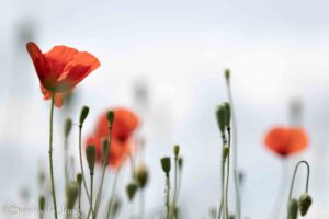 Een felrode klaproos tussen groene stengels, met een wazige lucht op de achtergrond.