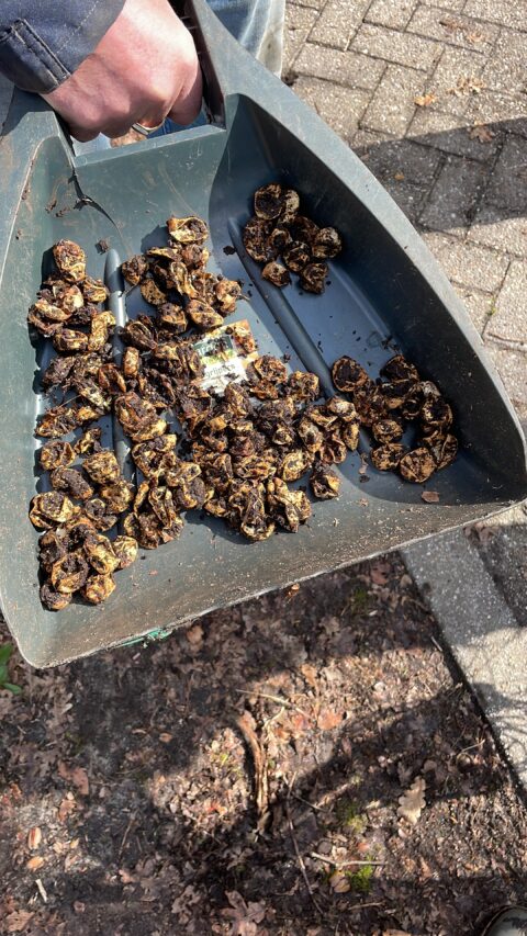 Stofpan met oude bladeren en zaden op een stenen pad. Hand houdt de pan vast.