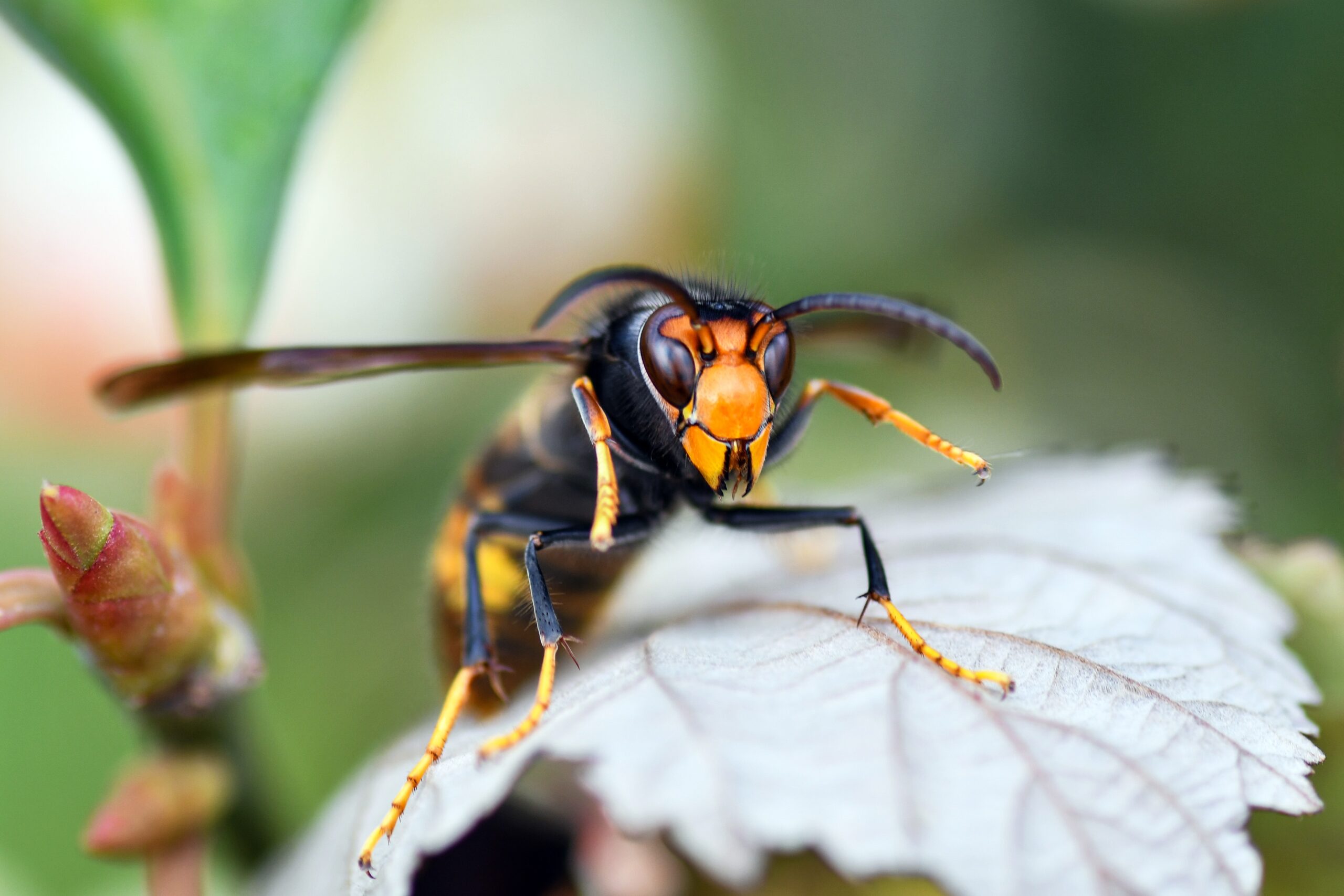 Close-up van een wesp op een groen blad met een onscherpe achtergrond.