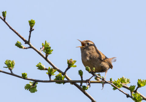 Kleine vogel zingt op een tak met groene knoppen tegen een blauwe lucht.