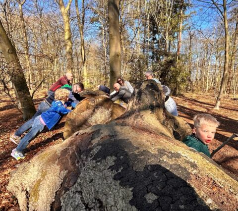 Kinderen en volwassenen duwen tegen een grote omgevallen boom in een zonnig bos.