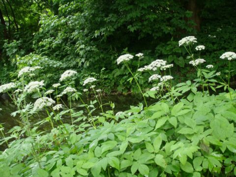 Groene struiken en witte bloemen groeien langs een rustige beek in een bosrijke omgeving.