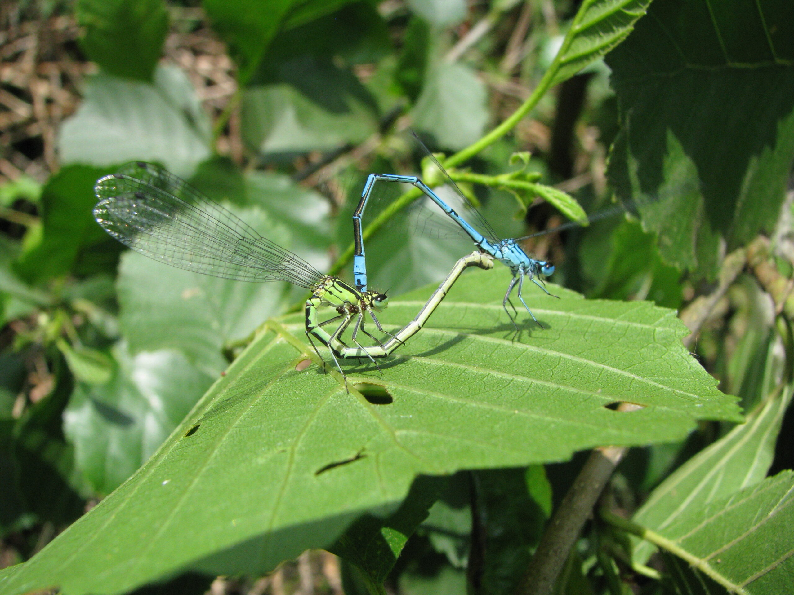 Twee parende libellen op een groen blad omringd door dichte vegetatie.