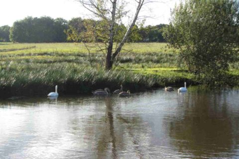 Zwanen en hun jongen zwemmen in een rustige beek naast een boom in een groen, open landschap.