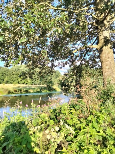 Rivierlandschap met bloeiende planten, grote boom en zonlicht op het water.