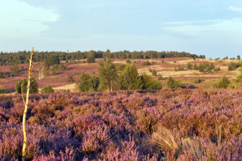 Heideveld bij zonsondergang met paarse bloemen en groene bomen op de achtergrond.