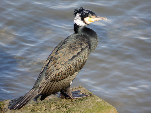 Aalscholver