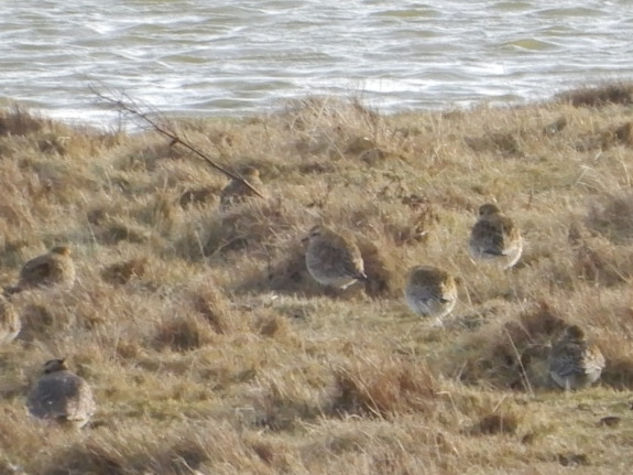 Goudplevieren