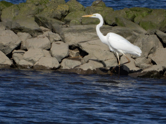 Grote zilverreiger
