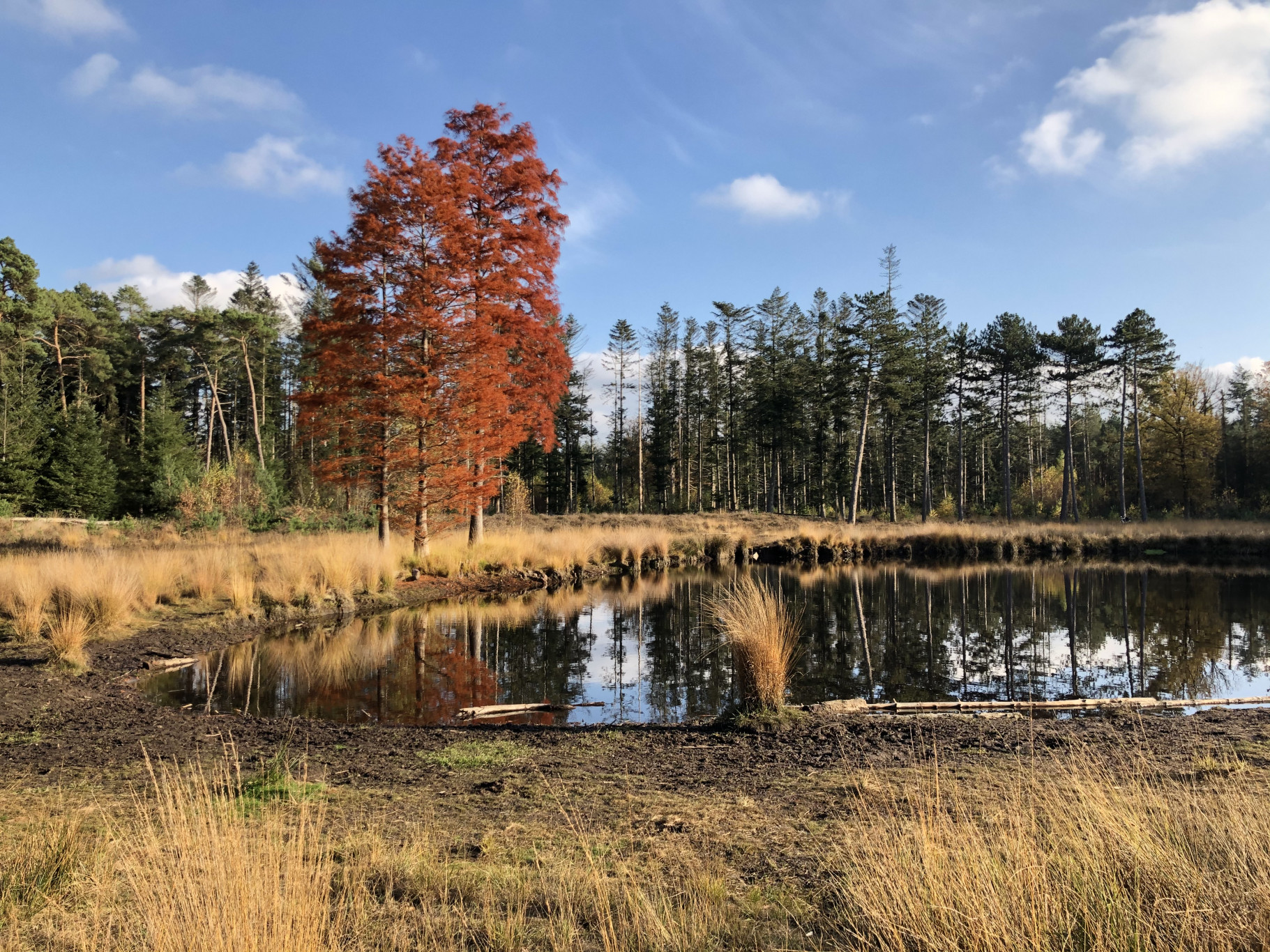 Herfst in de Stiphoutse Bossen