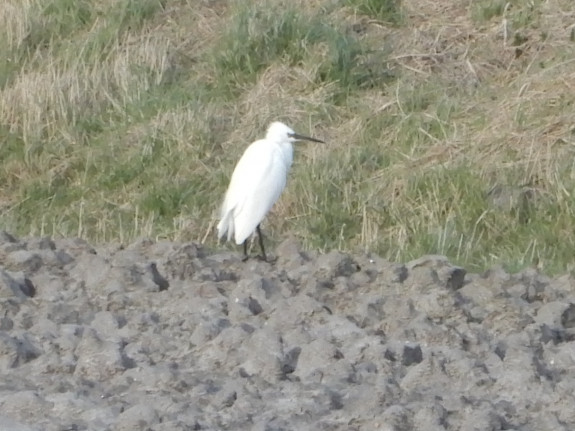 Kleine zilverreiger
