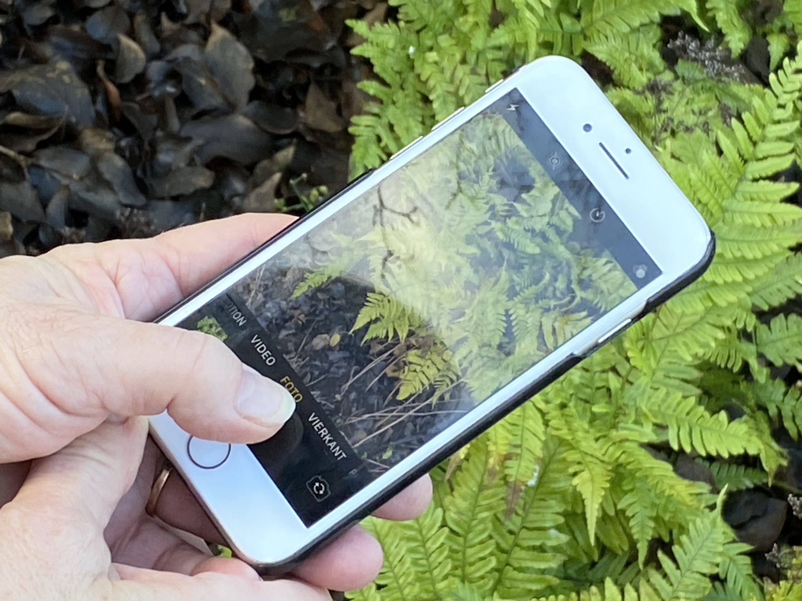 Hand houdt smartphone die foto van varens maakt in tuin.