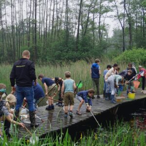 Kinderen vangen waterdieren met netten op een houten steiger in een groen natuurgebied.