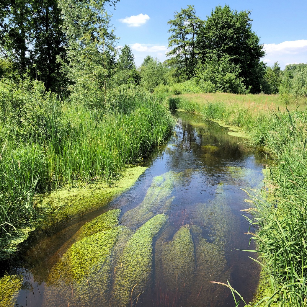 Een smalle, kronkelende beek omringd door groen met bomen op de achtergrond onder een blauwe lucht.