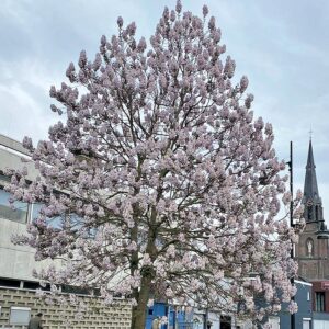 Bloeiende boom met paarse bloemen, naast een gebouw en in de buurt van een kerktoren.