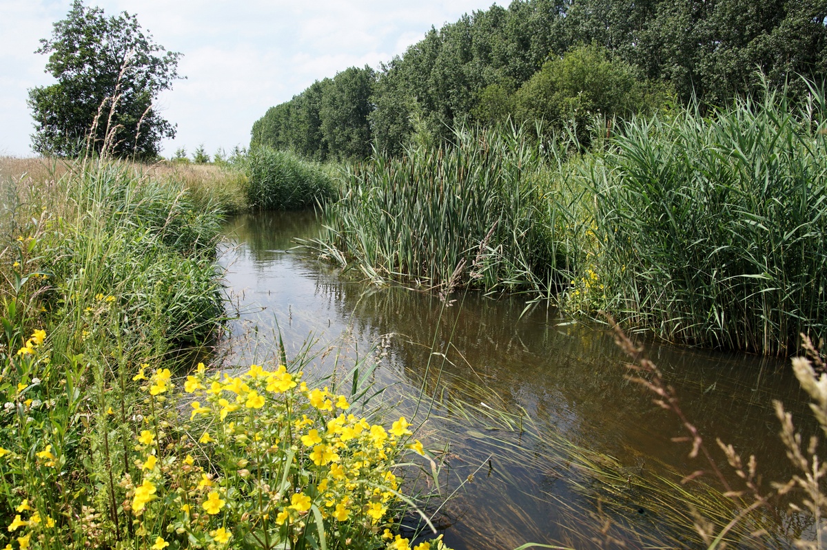 Kleine stroom met riet en gele bloemen, omringd door bomen onder een licht bewolkte hemel.