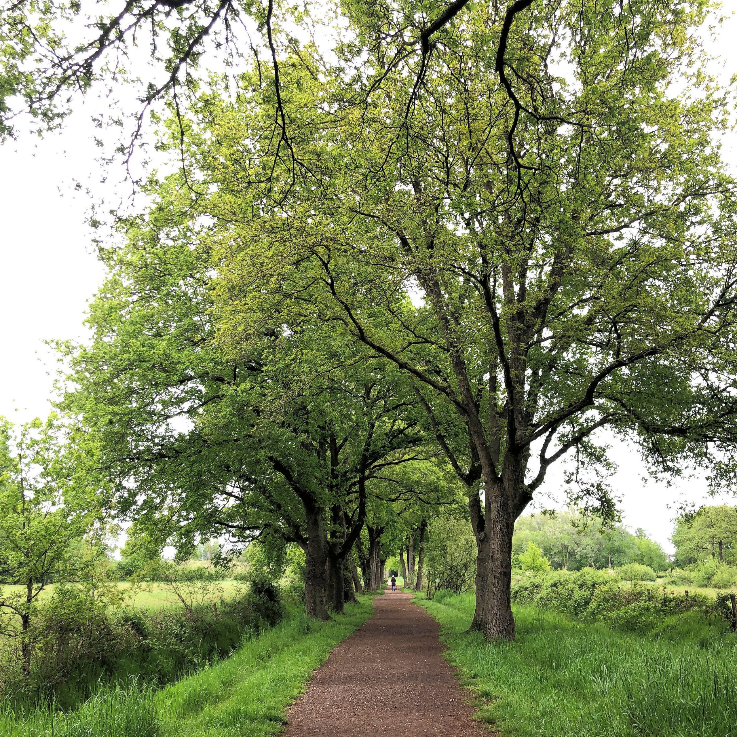 Bospad met hoge groene bomen aan weerszijden onder een bewolkte lucht.