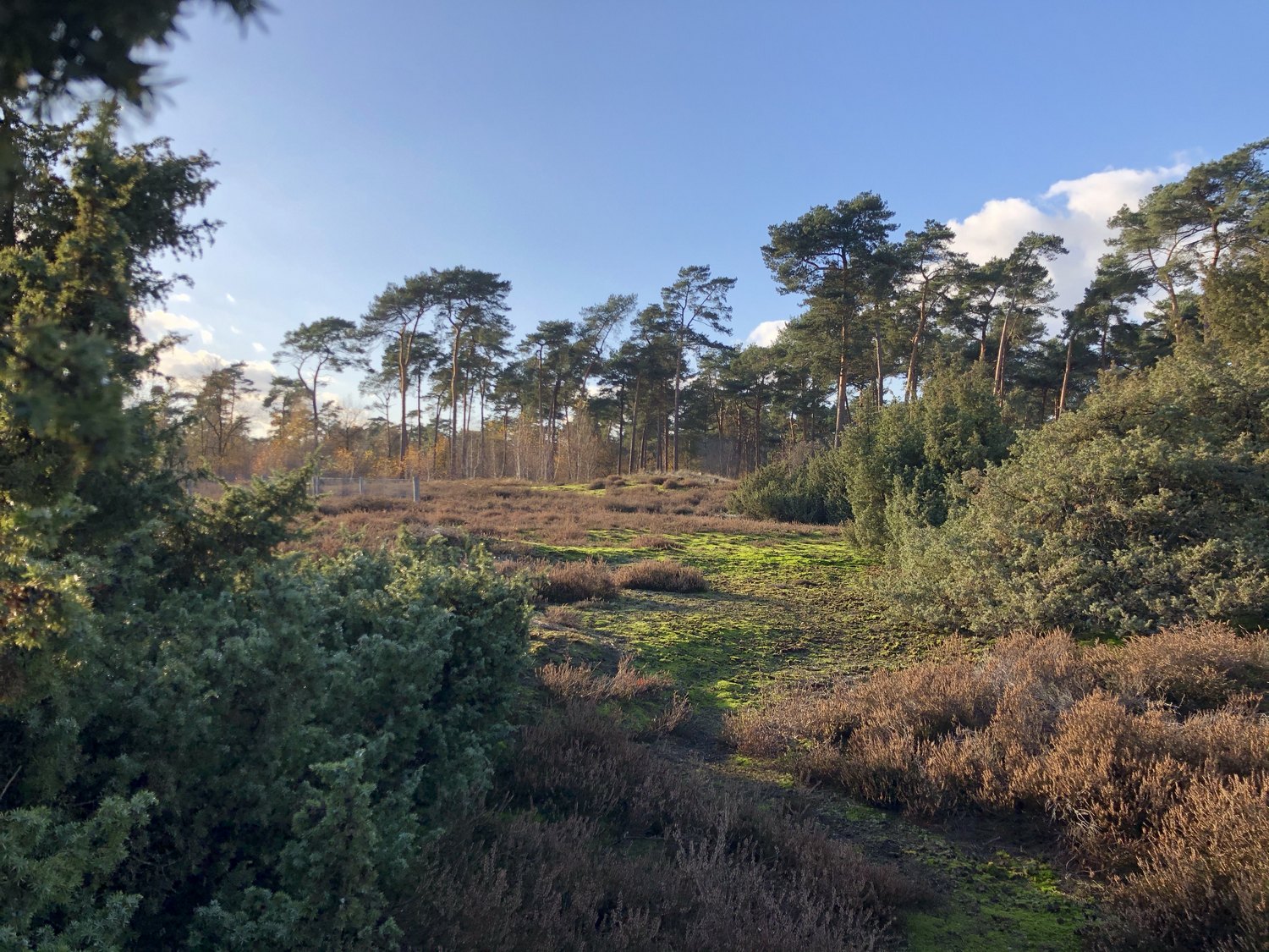 Boslandschap met heide, groene struiken en hoge dennenbomen onder een heldere blauwe lucht.