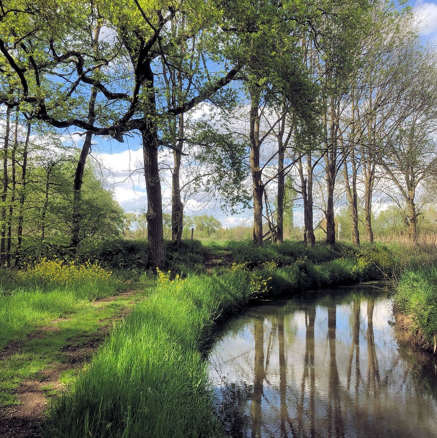 Boslandschap met beek, gras en bloeiende struiken. Zonnig weer met bomen weerspiegeld in het water.