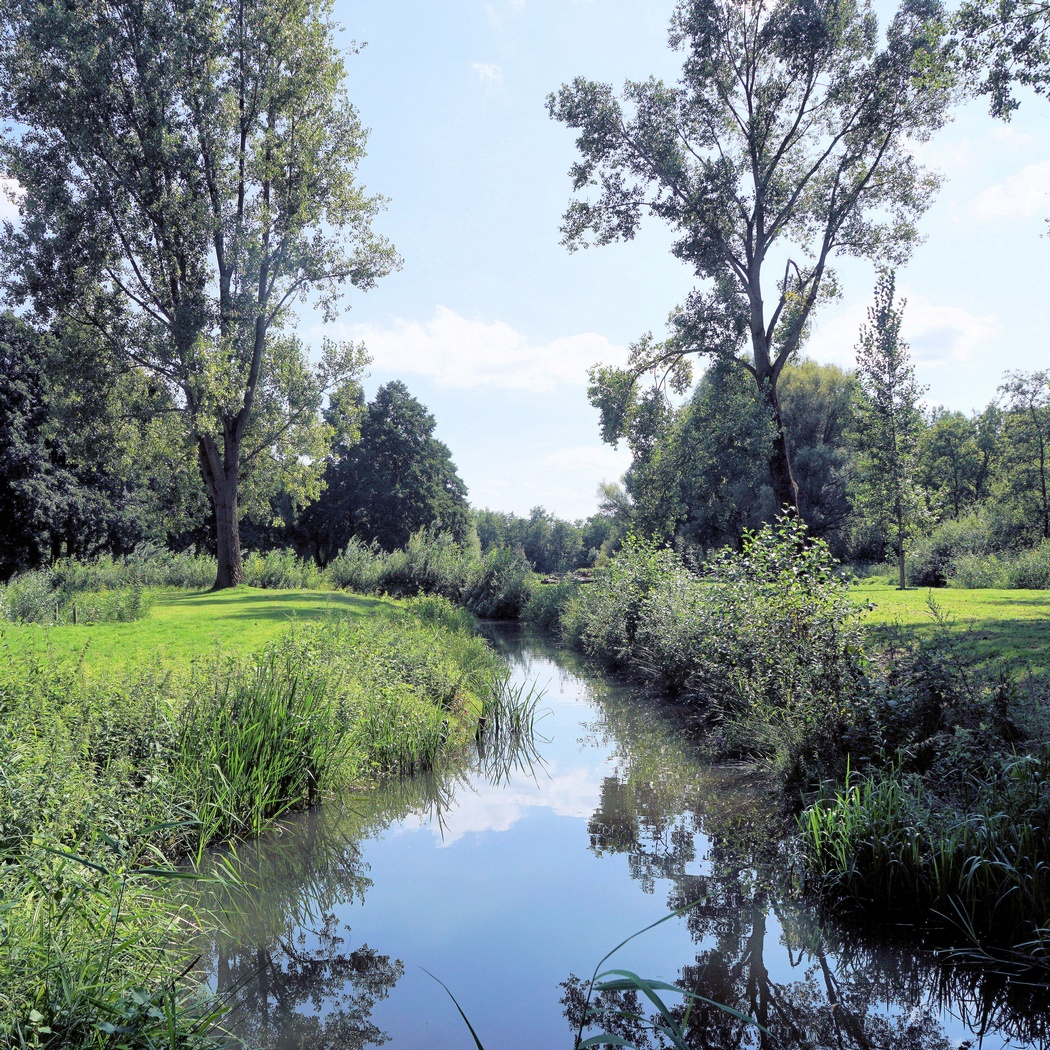 Bospad langs serene rivier met groen gras en hoge bomen onder een heldere blauwe lucht.