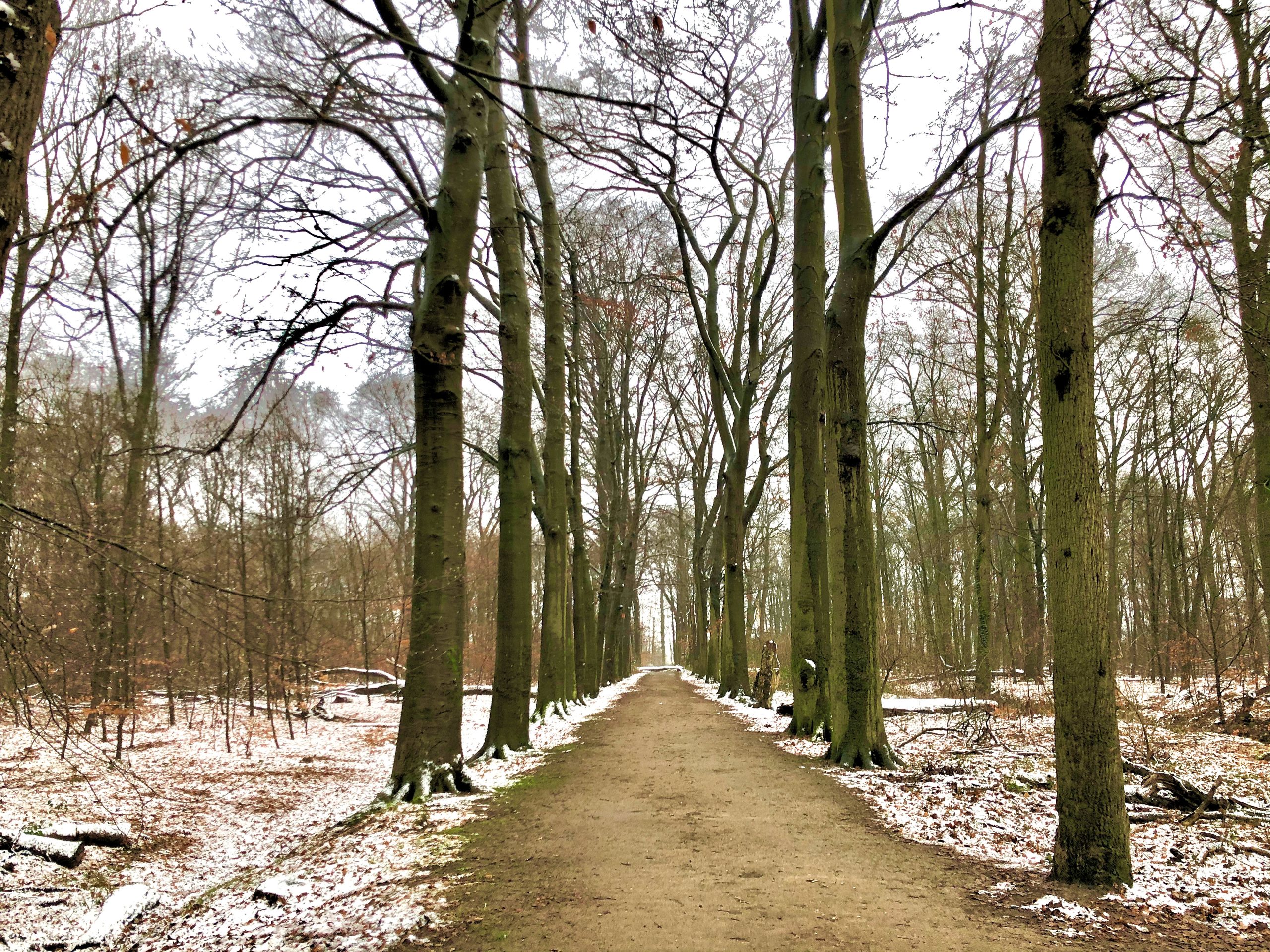 Bospad omringd door hoge, kale bomen en een dunne laag sneeuw.