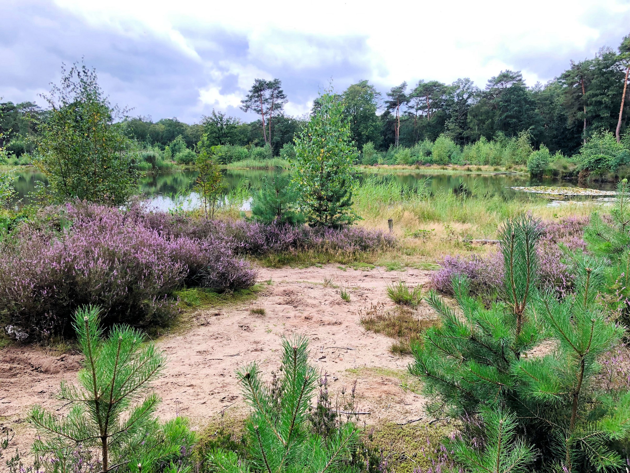 Zandpad met paarse hei, omgeven door bos en een kleine vijver onder een bewolkte hemel.