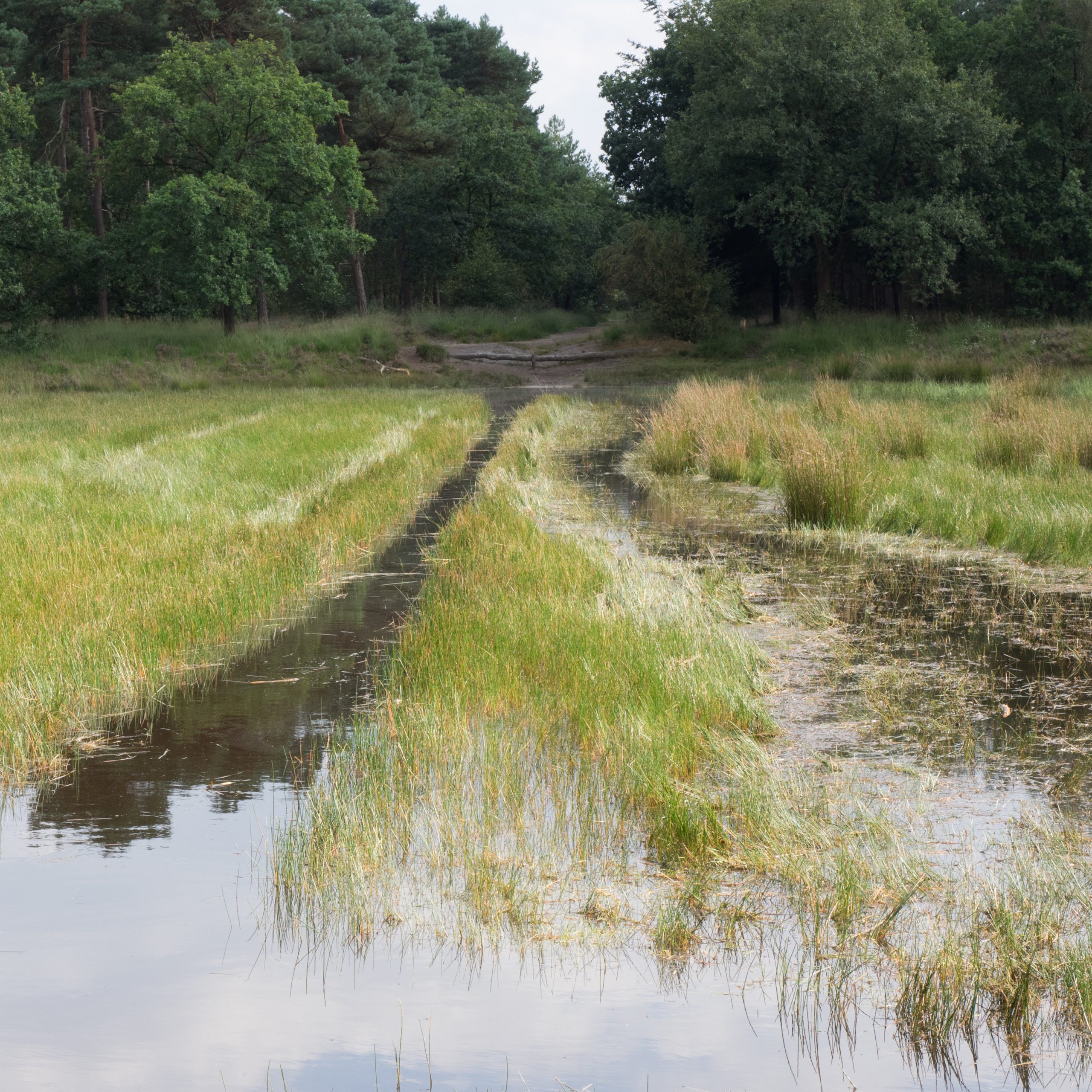 Veld met gras en waterplassen, omgeven door groene bomen, onder een bewolkte hemel.