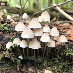 Kleine paddenstoelen groeien op een bemoste, rottende boomstam in het bos.