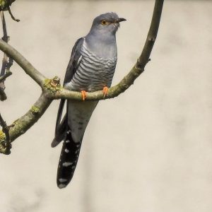 Grijs-witte vogel zit op een tak tegen een effen achtergrond.