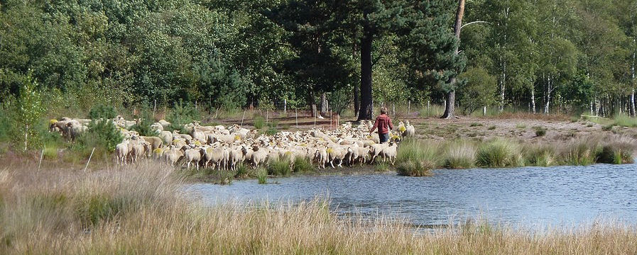 Herder met schapen bij een meer omringd door bos en gras, onder een blauwe hemel.