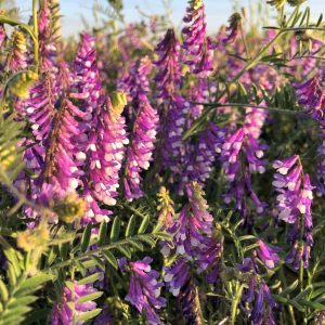 Paarse bloemen van vogelwikke in volle bloei, omgeven door groen loof.