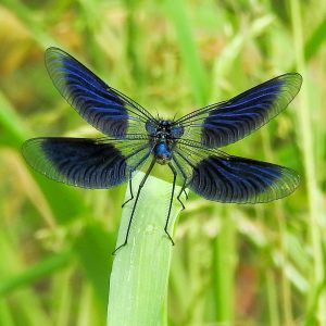 Een blauwe libelle met gespreide vleugels zit op een groen blad, omringd door onscherpe vegetatie.