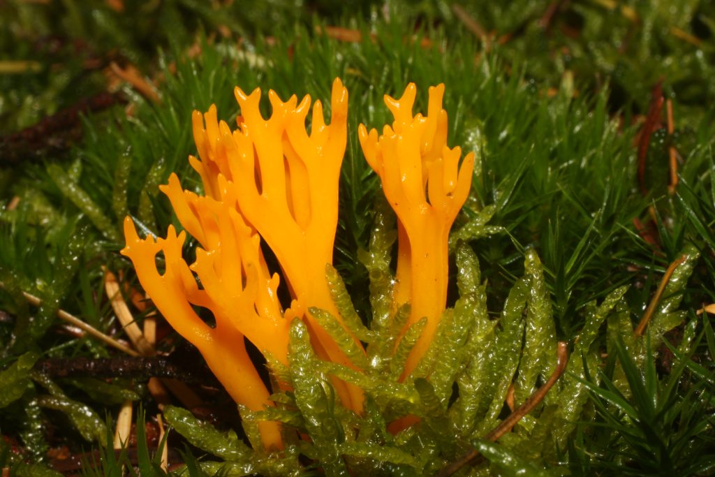 Lezing Herfst Riny Kerstens