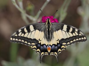 Grote gele en zwarte vlinder op een fel roze bloem met onscherpe achtergrond.