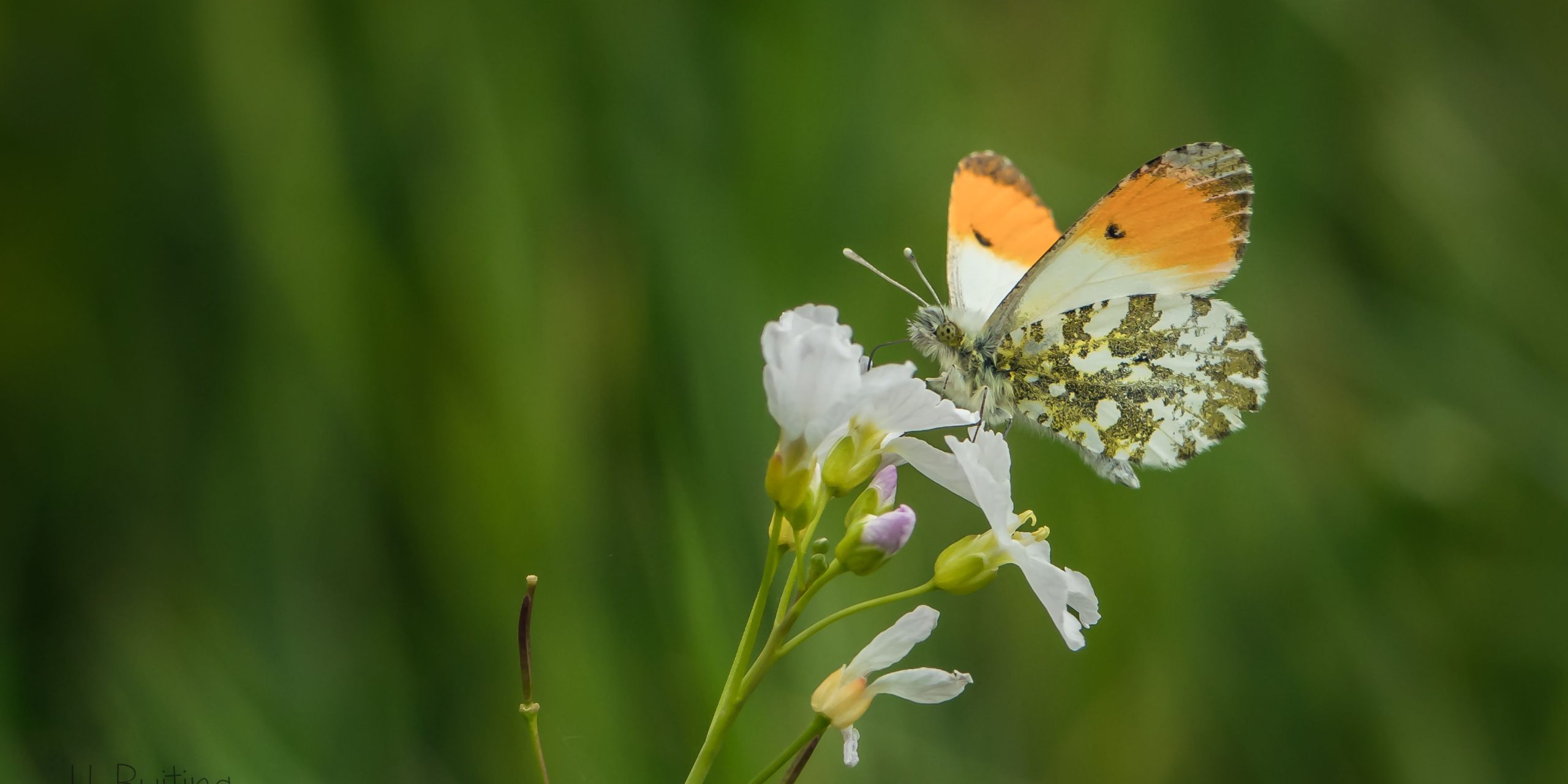 Oranje-witte vlinder op een delicate witte bloem, met een groene, wazige achtergrond.