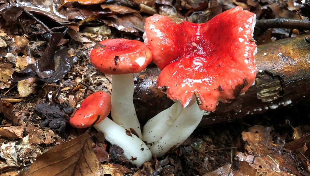 Helderrode paddenstoelen met witte stelen op een bed van vochtige, bruine bladeren en takjes.