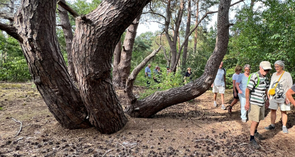 Grote boom met kromme stammen, mensen wandelen langs in een bosrijke omgeving.