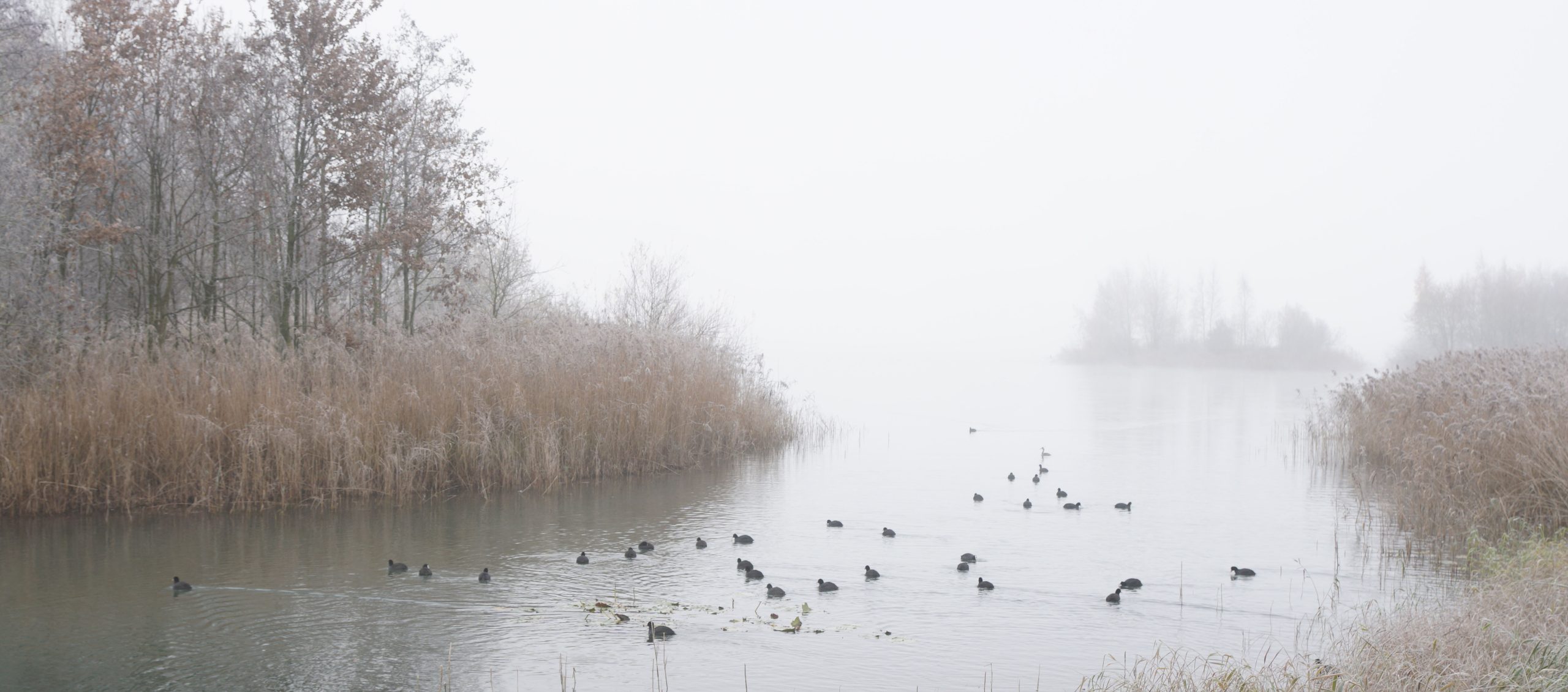 Mistig meerlandschap met kale bomen, riet en zwemmende watervogels in de voorgrond.
