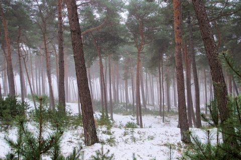 winter in het bos